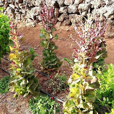 בית כפרי Eco Camping Nueva Vida *