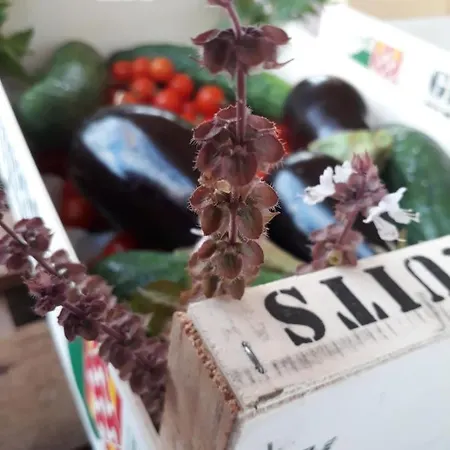 Eco Camping Nueva Vida * Chio (Tenerife)