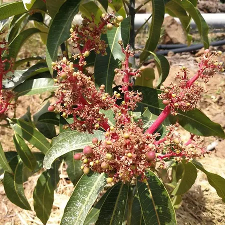 Eco Camping Nueva Vida בית כפרי