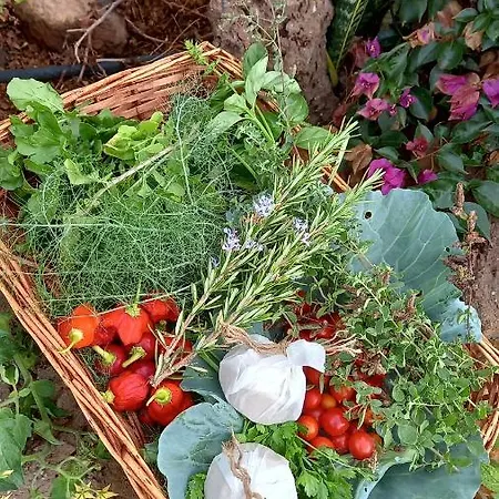 Eco Camping Nueva Vida Casa de Campo Chio (Tenerife)