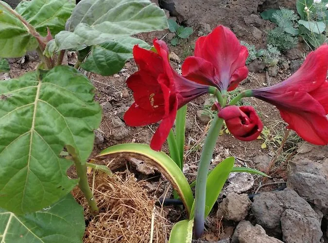 Casa di campagna Eco Camping Nueva Vida Chío