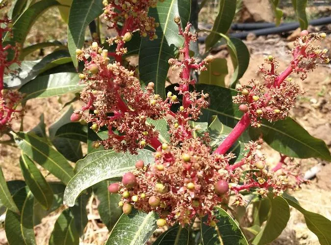 Eco Camping Nueva Vida Casa di campagna