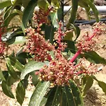 Eco Camping Nueva Vida בית כפרי