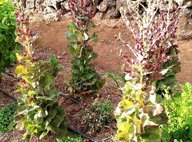 Landsted Eco Camping Nueva Vida *