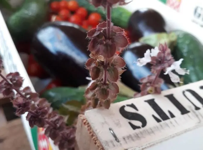 Eco Camping Nueva Vida * Chío